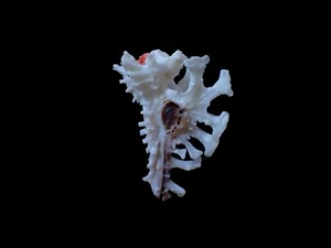 Sea Shell-homalocanthan ninae 27-m.m. hermosas espinas - Imagen 1 de 3