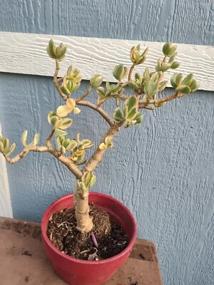 Crassula Ovata 20"Tall,Variegated Jade Live Plant,shipping Bare Roots. - Image 1 of 4
