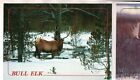 3 Blank Yellowstone Postcards Early 90'S Moose Elk Bison