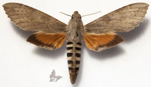 Erinnyis ello-Female,92,Sphingidae from Peru,MOUNTED,ACTUAL SPECIMEN - Picture 1 of 1