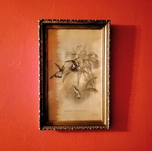 Antique Original Framed J. Gould Hummingbirds Lithograph Print 23"x 15" - Picture 1 of 24