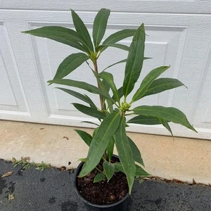 Anise star Illicium verum Plant free shipping world wide - Imagen 1 de 4
