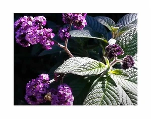 0,1 g Saatgut Vanilleblume Marine Garten Pflanzen - Samen F-S463 - Picture 1 of 5
