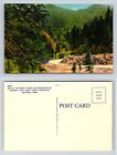 Curve on Newfound Gap Highway Through Great Smoky Mountains Postcard Linen