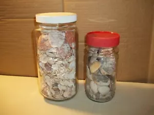 Golden Harvest CANISTER Glass JAR full of Assorted SEASHELLS Decor ARTS & CRAFTS - Picture 1 of 5