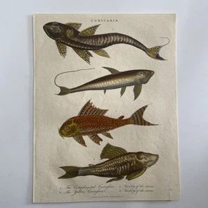 Antique 1820s Hand-Colored Engraving – “Loricaria” Armored Catfish / Curassipor - Picture 1 of 3