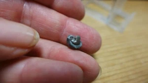 GEOLOGICAL ENTERPRISES Mississippian fossil ammonite Muenteroceras glicki - Picture 1 of 5