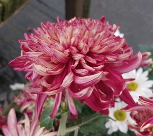Kokka Shyzam Chrysanthemum x 1 Plant - Perennial Cut Flowers Cottage Garden - Picture 1 of 7