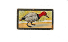 Toile Back Duck 1910 T42 Bird Series (BORDURE DORÉE)-MECQUE
