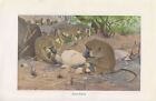 Steppenpavian ( Papio cynocephalus ) Grauer Pavian BABUIN  Affe Farbdruck 1916