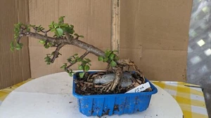Pre Bonsai -mini Jade-Portulacaria -Unique Fantastic -Easy Care Tropical (PJ06) - Picture 1 of 8