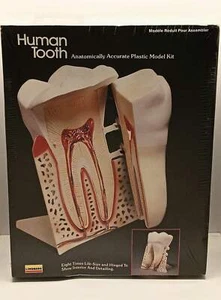 Vintage Lindberg Human Tooth Plastic Model Kit 1986 Sealed - Picture 1 of 6