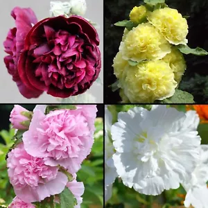 50 Samen Stockrose gefüllte Mischung Malve auffallende Schönheit Alcea - Bild 1 von 6