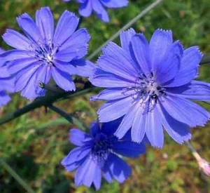 CHICORY SEEDS 300+ blue FLOWER garden ITALIAN DANDELION non gmo FREE SHIPPING - Picture 1 of 7