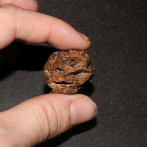 Meta Sequoia Pine Cone Fossil - Hell Creek Formation Cretaceous - Awesome - Picture 1 of 10