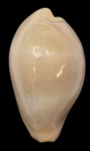 Shell CYPRAEA NYMPHAE Chagos Archipelago 39,0 mm - Picture 1 of 4