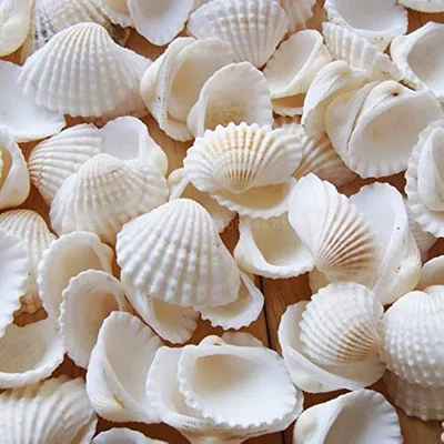 Small Tiny Sea Shells White Clam Bulk Natural Seashell for DIY Craft Home Decor - Image 1 of 4