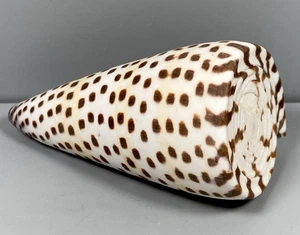 Natural Ivory Cone Seashell Beach decor Crafts Aquarium Fish Tank - Picture 1 of 9