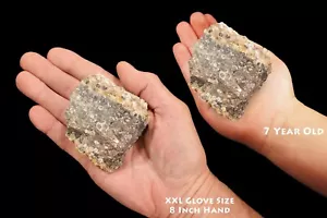 Piedra curativa espécimen mineral de roca molusco TURRITELLA FOSSIL ágata 3" 4-7 - Imagen 1 de 3
