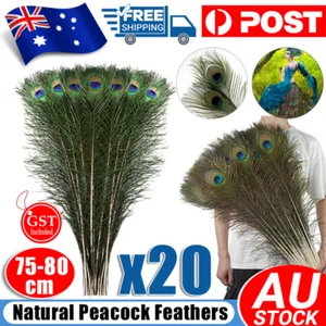 20pcs 75-80cm Natural Genuine Peacock Eye Feathers Vase Home Decor DIY Craft - Picture 1 of 12