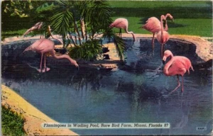 Flamingoes Wadding In Pool Miami Florida Linen Postcard - Picture 1 of 2