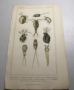1837 CUVIER Stampe a colori animalier ~ CIPRIS VELIGIOSA + altri otto tipi marini - Foto 1 di 1