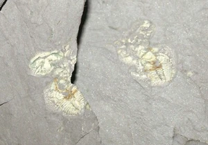 Cheiruroides primigenius (Saito, 1934) SELTEN Trilobit KEINE RESERVE, pos/neg Platten - Bild 1 von 8