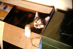 1973 cute cat in box 35mm slide Fo2 - Bild 1 von 1