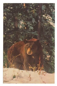 Vintage Black Bear Ursus Americanus Wildlife Postcard Unused Erwin Bauer Photo - Picture 1 of 2