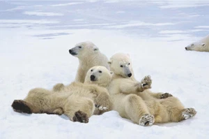 Poster Polar Bear Playtime - Picture 1 of 1