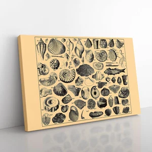 Encyclopedia Shells Canvas Wall Art Print Framed Picture Home Decor Living Room - Picture 1 of 6