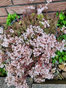 Sedum im 12 cm Topf Babypflanzen Bodendecker Steingarten Dachbegrünung rosa - Bild 1 von 9