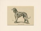 SALUKI  OLD ANTIQUE DOG ART PRINT FROM 1912 by ARTHUR WARDLE MOUNTED
