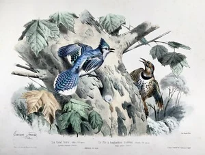 1857 Ed Travies [b1809] 45 x 62cm, Le Geai bleu, le pic, ornithology - Picture 1 of 7