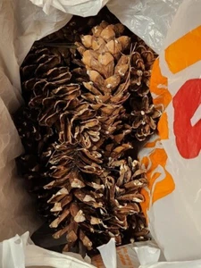 20 Eastern White Pine Cones *Free Shipping* - Picture 1 of 2