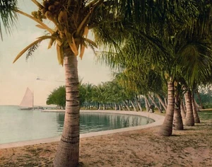 Lake Worth, Florida- Palm Trees View 1800's, 1898 New Reproduction Picture - Picture 1 of 1