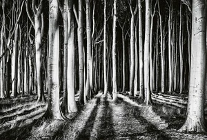 Ghost Forest Photo Wallpaper Wall Mural 384x260cm Black White Background Giant - Picture 1 of 5