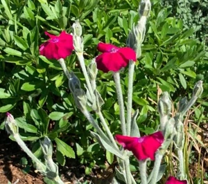 Rose Campion (Lychnis coronaria) 50 seeds - Picture 1 of 4