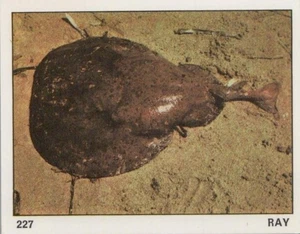 Top Sellers Card - Animals of The World - Card No 227 - Ray - Picture 1 of 2