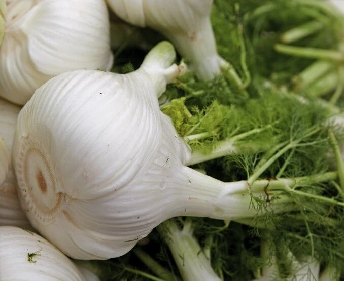 80 graines de FENOUIL DOUX SELMA (Foeniculum vulgare)E163 FLORENCE FENNEL SEEDS