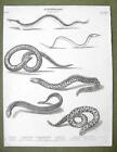 POISSON anguille Muraena électrique Gymnotus Synbranchus - imprimé 1820 ABRAHAM REES