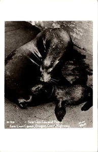 Cuevas de leones marinos y cachorros de leones marinos Oregon RPPC - Imagen 1 de 2