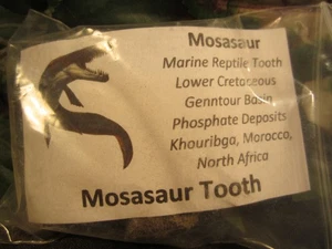 2 Mosasaur Teeth in the Matrix from North Africa - Picture 1 of 9