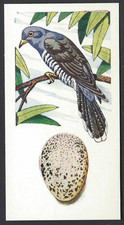 LYONS - BIRDS AND THEIR EGGS - #23 CUCKOO