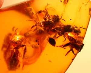 Super RARE 4 Bees Genus Boreall odapini in Baltic Amber Fossil Gemstone - Picture 1 of 15