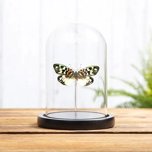 Taxidermia Erasmia pulchera chinensis cúpula de vidrio de Asia - Imagen 1 de 9