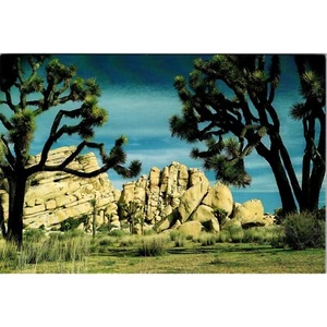 Joshua Tree National Park #4 Postcard By Buster Y. Wright - Picture 1 of 2