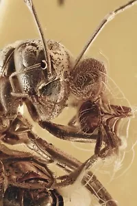 ACTION Fighting ANT & SPIDER Fossil Genuine BALTIC AMBER + HQ Pic 240129 - Picture 1 of 7
