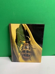 NEW Vintage 1979 Time-Life Encyclopedia of Gardening PESTS AND DISEASES - Picture 1 of 8