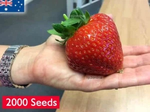 Giant Hawaiian Strawberry BULK 2000 Seeds Rare Red Strawberries Fruit Australia - Bild 1 von 2